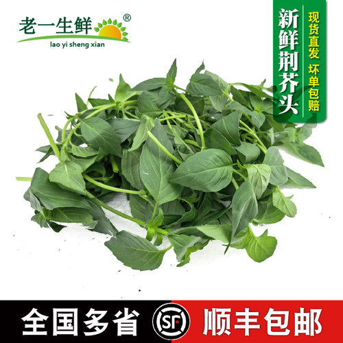 新鲜荆芥包邮荆芥头河南特色蔬菜