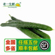 带刺干花大黄瓜 新鲜蔬菜新鲜黄瓜1000g 老一生鲜