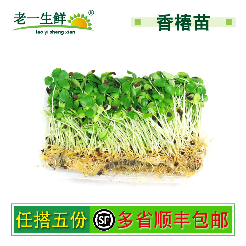 【老一生鲜】  新鲜蔬菜新鲜香椿苗 新鲜香椿苗 芽苗菜 一盒