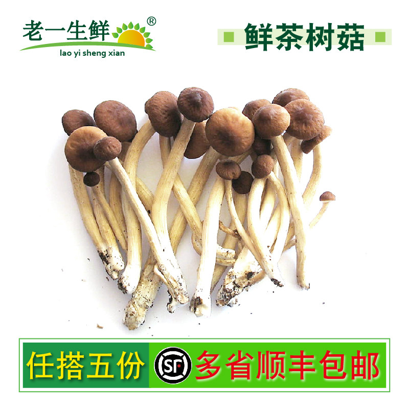 【老一生鲜】新鲜菌菇  新鲜茶树菇500g（容易碎易掉头）