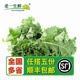 新鲜羽衣甘蓝 叶杜丹绿叶花包菜Kale