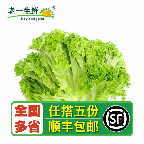 新鲜生菜500g绿萝散叶罗莎沙拉