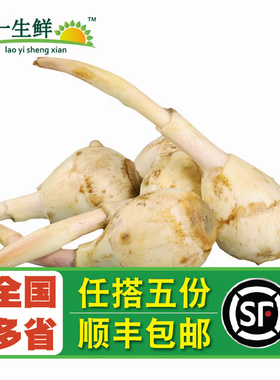 【老一生鲜】新鲜茨菇  茨菰  慈姑 白马蹄 芽头是没有的