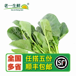 菠菜500g 新鲜蔬菜 老一生鲜