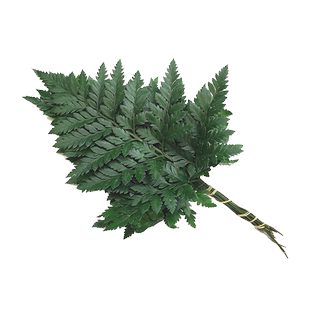 【老一生鲜】高山羊齿叶新鲜 芒叶1把 草叶蕨酒店西餐摆盘装饰