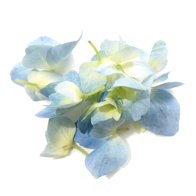【老一生鲜】新鲜 绣球花 蓝绣球 1盒装 鲜花摆盘装饰点缀