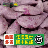 老一生鲜 包邮 新鲜紫薯 多省五份 黑薯山芋大紫薯 500g