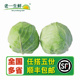 包心菜 约1000g 甘蓝菜 绿甘蓝 老一生鲜 新鲜蔬菜卷心菜