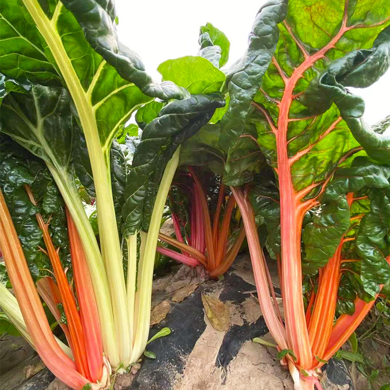 多彩甜菜种子 瑞士彩虹叶用甜菜种籽彩色莙荙菜 特菜观赏蔬菜种孑
