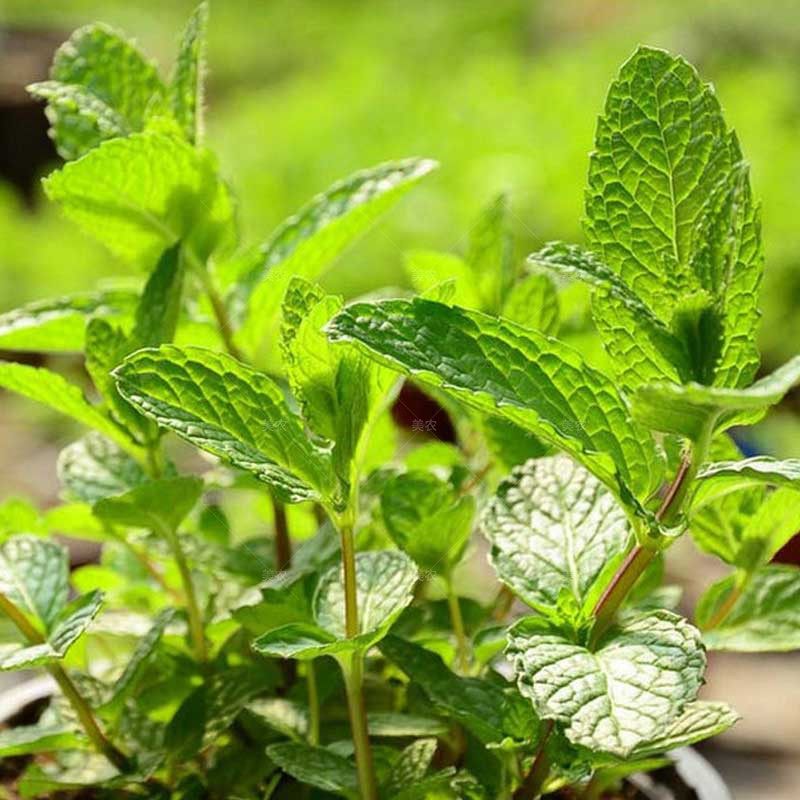 薄荷种子柠檬薄荷苗可食用多年生四季盆栽园艺花卉种籽种苗驱蚊虫