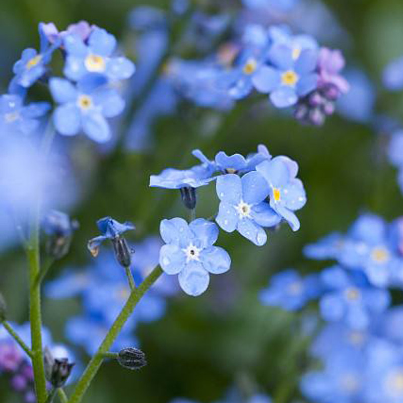 蓝色勿忘我种子草花四季易种室内阳台盆栽 工程绿化景观花卉种籽
