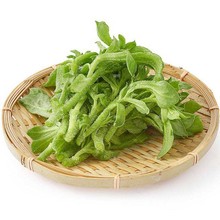 冰菜种子孑 阳台种菜台湾冰菜籽 冰草种子春夏蔬菜冰菜种籽四季播