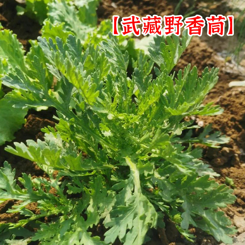 武藏香茼种子大全农家茼蒿种籽菜籽四季皇帝菜种苗青菜蔬菜种孑图片