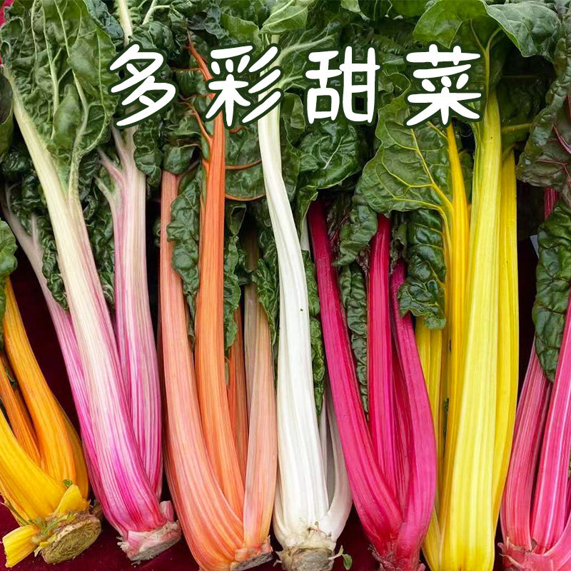 美农汇阳台菜园四季春秋甜菜种子