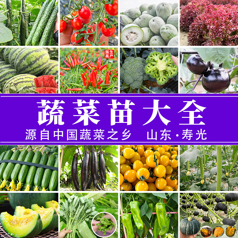 美农汇四季播高产量抗病番茄秧苗