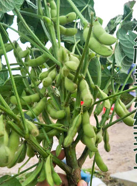 毛豆种子 青食豆种春季秋季农家蔬菜孑