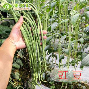 美农汇杂交豇豆种子神豇一号长豆角种子合集嫩绿长条高产基地用