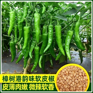 樟树港椒种子樟树辣椒种辣椒种籽春秋播种辣椒