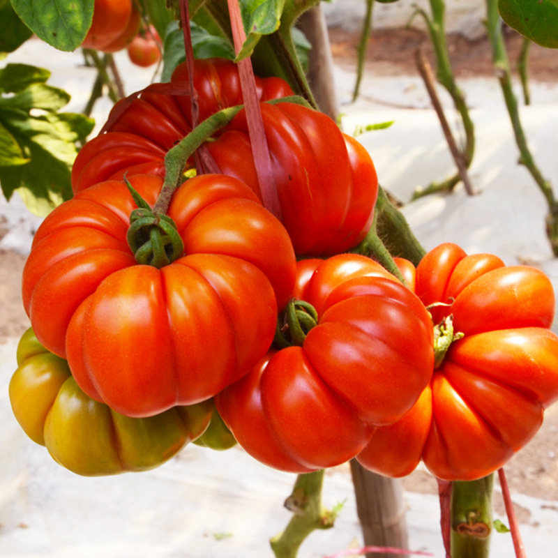 特拉多马蹄番茄种子四季阳台盆栽农家蔬菜孑,鲜花速递/花卉仿真/绿植园艺,家庭园艺种子,淘宝优惠券,粉丝福利购,淘宝优惠卷