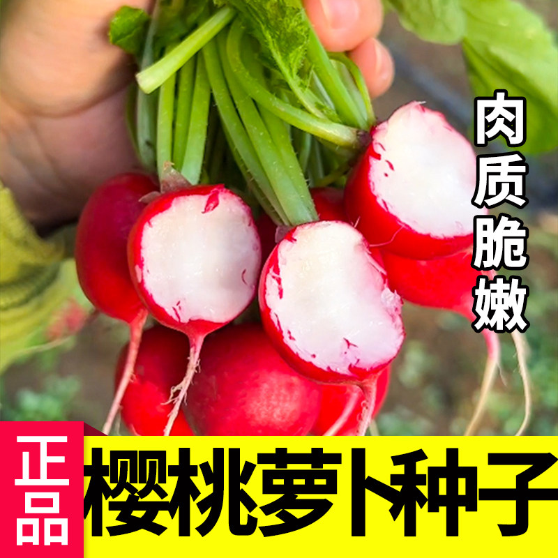 四季樱桃萝卜种子手指水果萝卜种籽大全简单易种阳台盆栽,鲜花速递/花卉仿真/绿植园艺,家庭园艺种子,淘宝优惠券,粉丝福利购,淘宝优惠卷