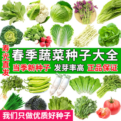 香菜鸡毛菜生菜小香葱种子种籽四季阳台盆栽菜籽种大全农家蔬菜孑