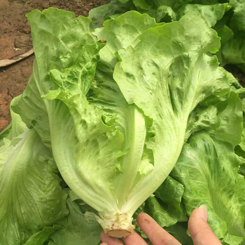 美农汇意大利耐抽苔全年小菜园
