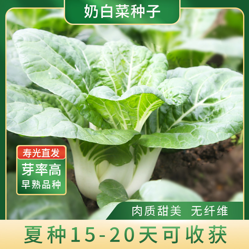 美农汇阳台盆栽奶白菜种子