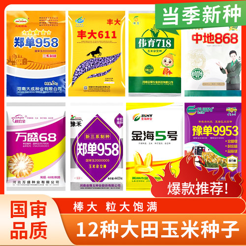 美农汇杂交郑单958玉米种子