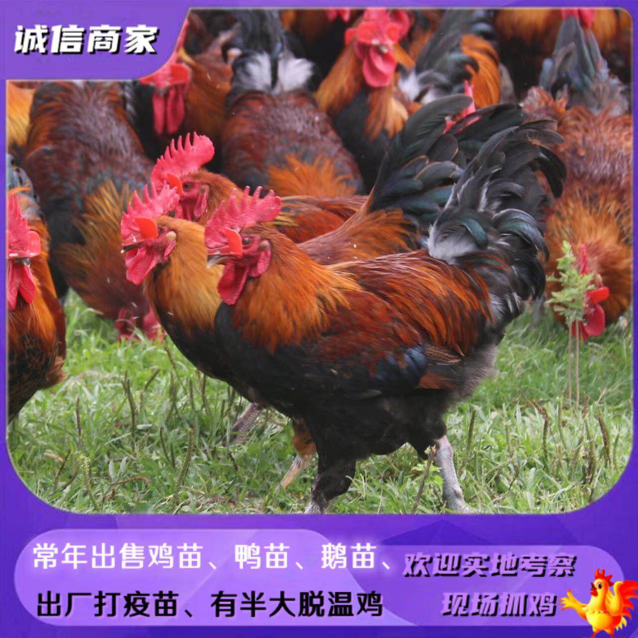 直销黑瑶鸡活苗血毛土鸡青脚土鸡雏活体宠物小鸡品种保证假一赔三