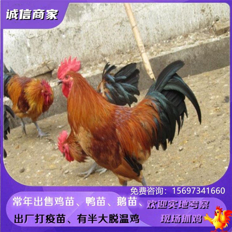 直销红瑶鸡雏青脚土鸡雏红毛公鸡雏宠物小鸡发托运只卖对的品种