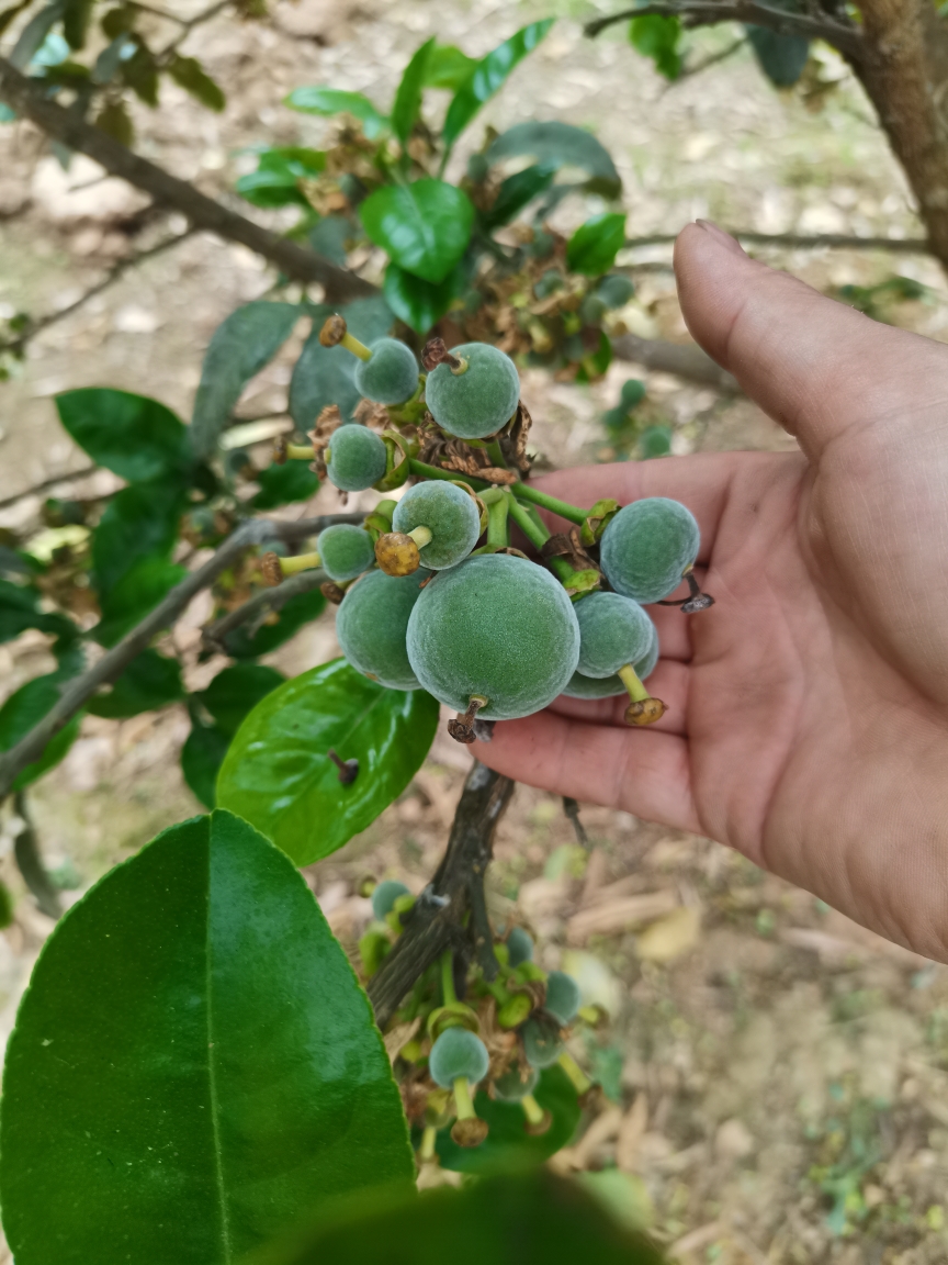 正宗化州橘红苗密叶皇龙橘红苗源头产地直发南北方可种植南药橘红-封面