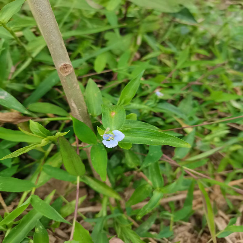 新鲜鸭跖草竹叶草现采竹节草水竹叶草碧竹淡竹叶鸭脚草竹菜菇中药