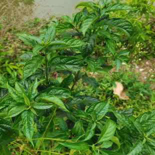 大青枝叶新鲜采臭大青路边青中草药大青树臭树根枝叶狗屎木叶药材