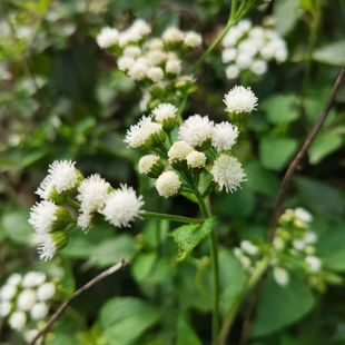 胜红蓟紫白花臭草种臭垆草毛胜红咸虾花中药材藿香蓟脓泡外用肿痛
