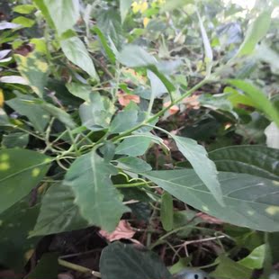 中药材新鲜猫须草纯天然肾茶 猫须公肾茶猫须公猫秋草野生500克