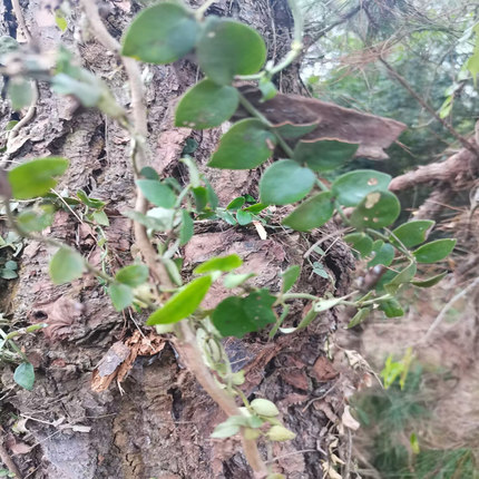 酒饼藤爬岩香二十四症小风藤钻骨风见风追过节风上树蛇抱蛇水蒌