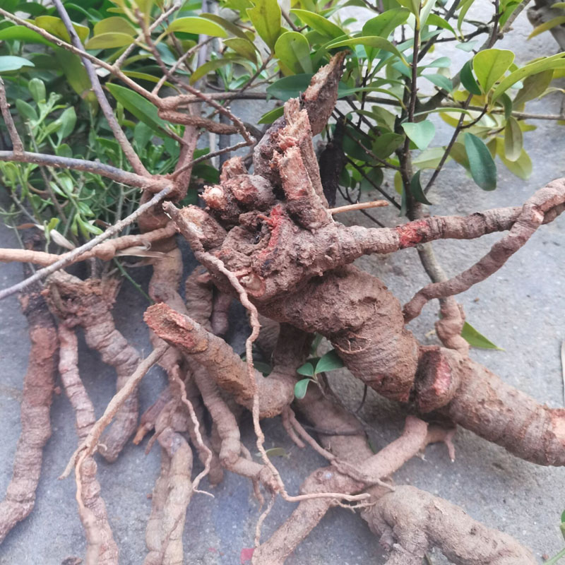 酸藤果根信筒子叶子酸藤子根