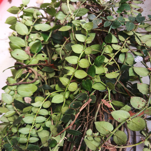 上树蛇新鲜马尾松抱树藤中药材薜荔木莲藤过水龙石壁莲爬墙虎