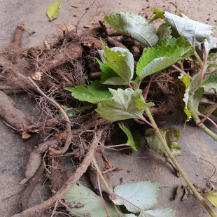 白麻薯天然新鲜苎麻根中草药苧麻根野麻根肚痛安胎白马薯