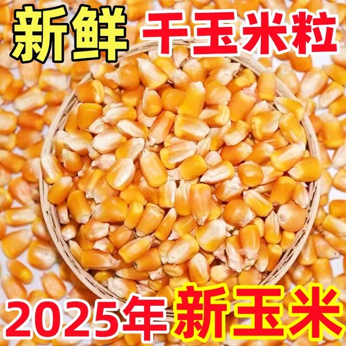 2025年新鲜干玉米粒喂家禽鸡鸭鹅
