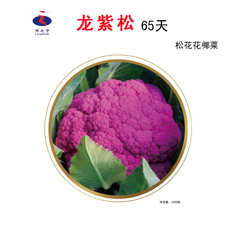 紫花菜含花青素好種免蓋花龍之子