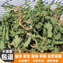 新鲜野生水洗晒干紫花地丁 天然犁头草中药材 散装无杂小米饭草茶