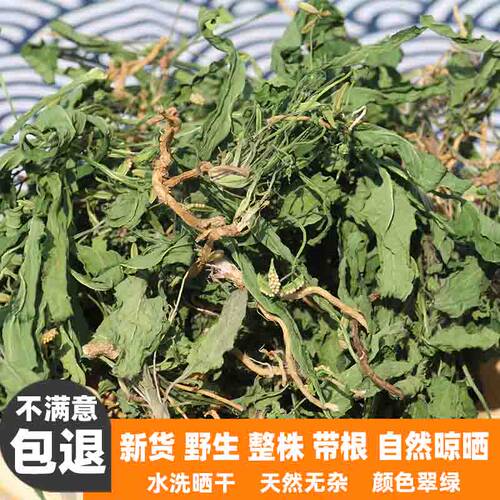 中草药正品紫花地丁水洗晒干