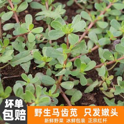 红梗野菜新鲜马齿苋菜