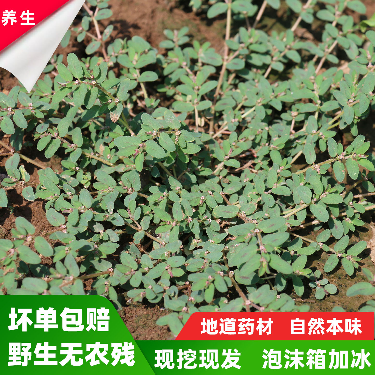 新鲜野生天然地锦草现挖现发