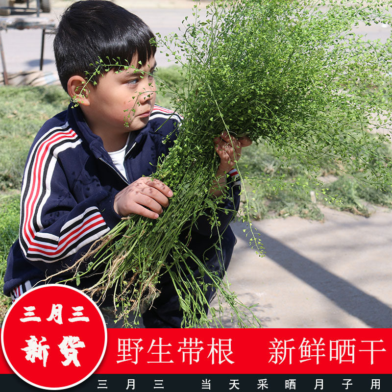 新鲜野生晒干老荠菜花整株带根花籽三月三月子用煮鸡蛋煮水天然
