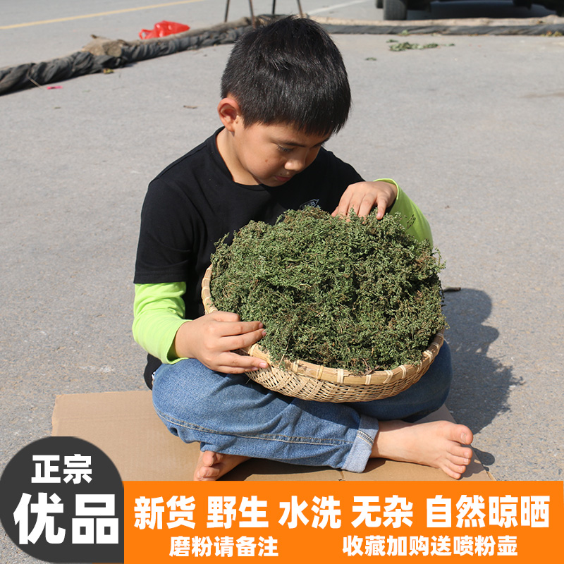 野生新鲜晒干鹅不食草散装