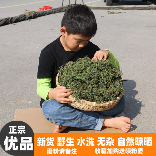 野生新鲜晒干鹅不食草散装
