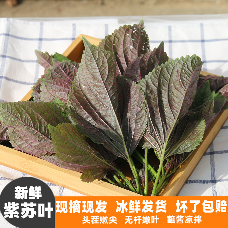 新鲜紫苏叶现摘现发嫩头无杆