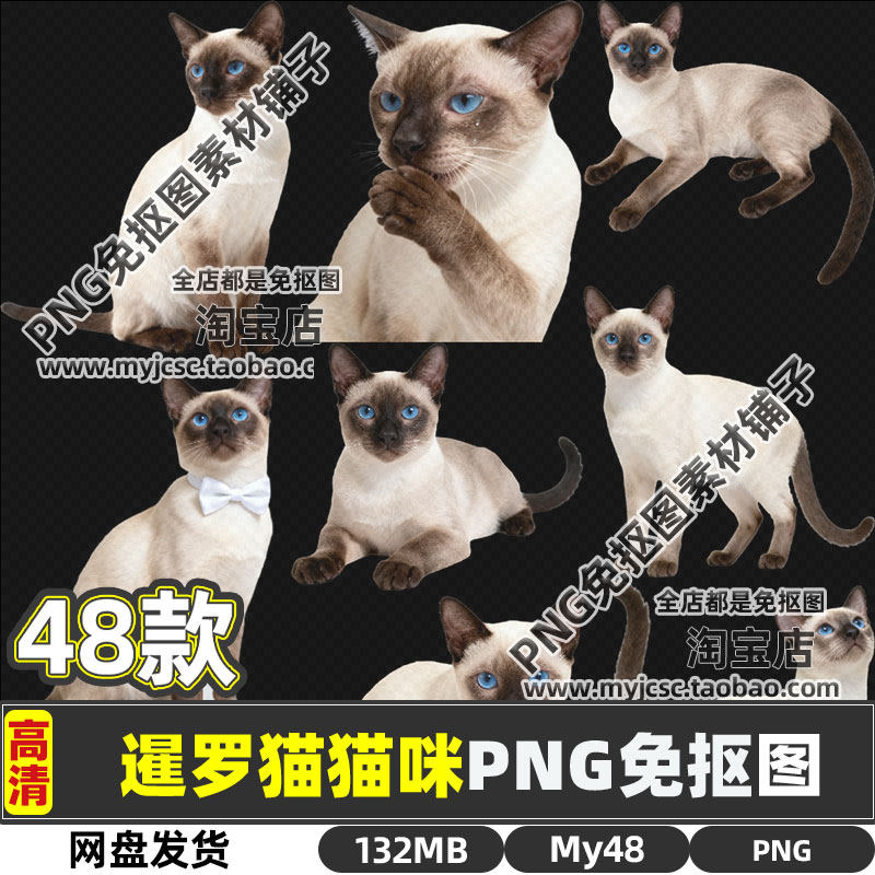 高清可商用暹罗猫宠物可爱猫咪动物PNG透明免抠图片海报设计素材